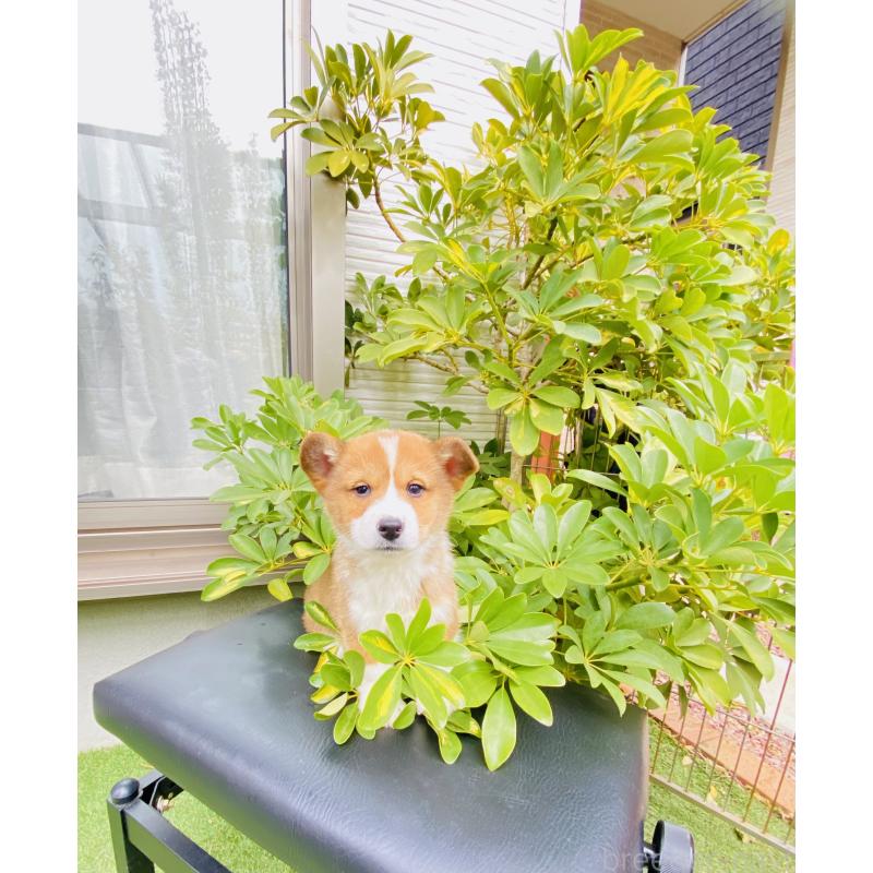 販売中の千葉県のミックス犬-441886の2枚目