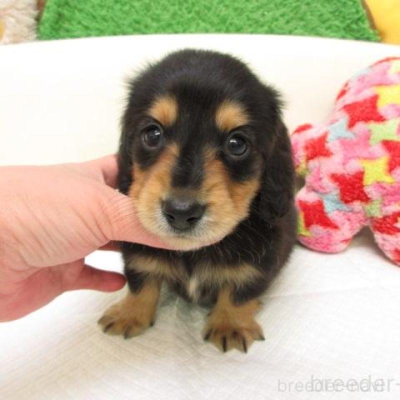 販売中の大阪府のミニチュアダックスフンド(ロングヘアード)-441888の2枚目