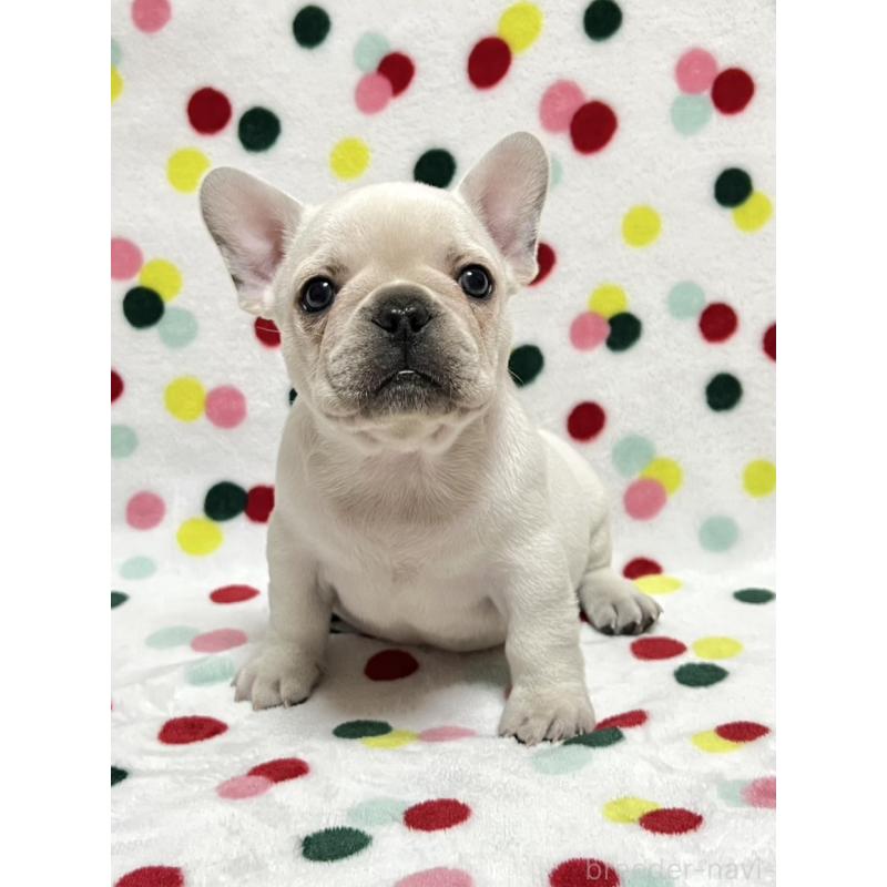 販売中の香川県のフレンチブルドッグ-441893の5枚目