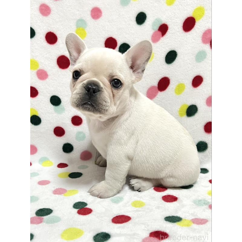 販売中の香川県のフレンチブルドッグ-441893の4枚目