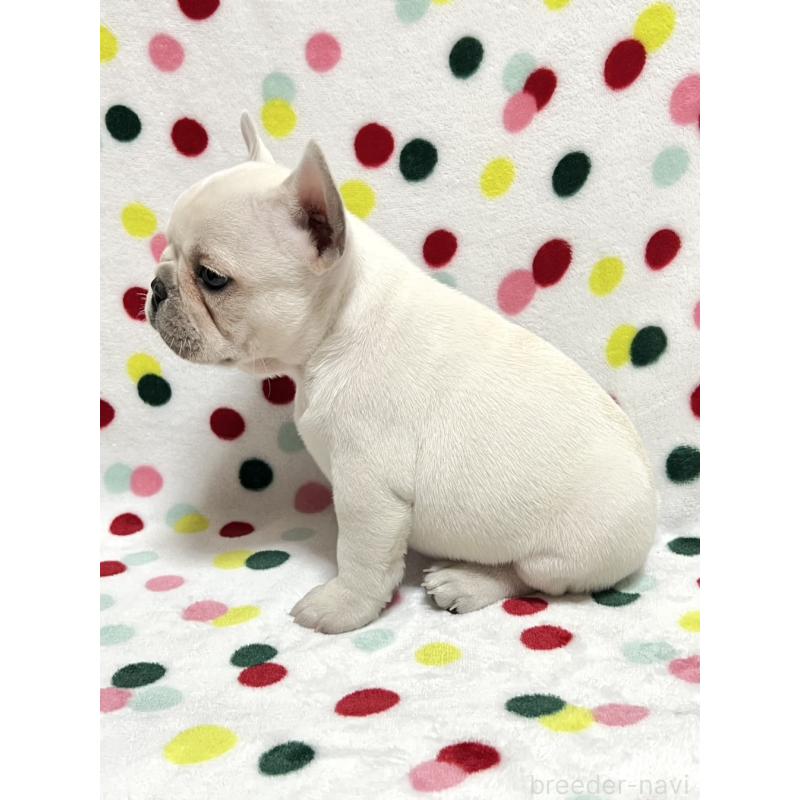 販売中の香川県のフレンチブルドッグ-441893の3枚目