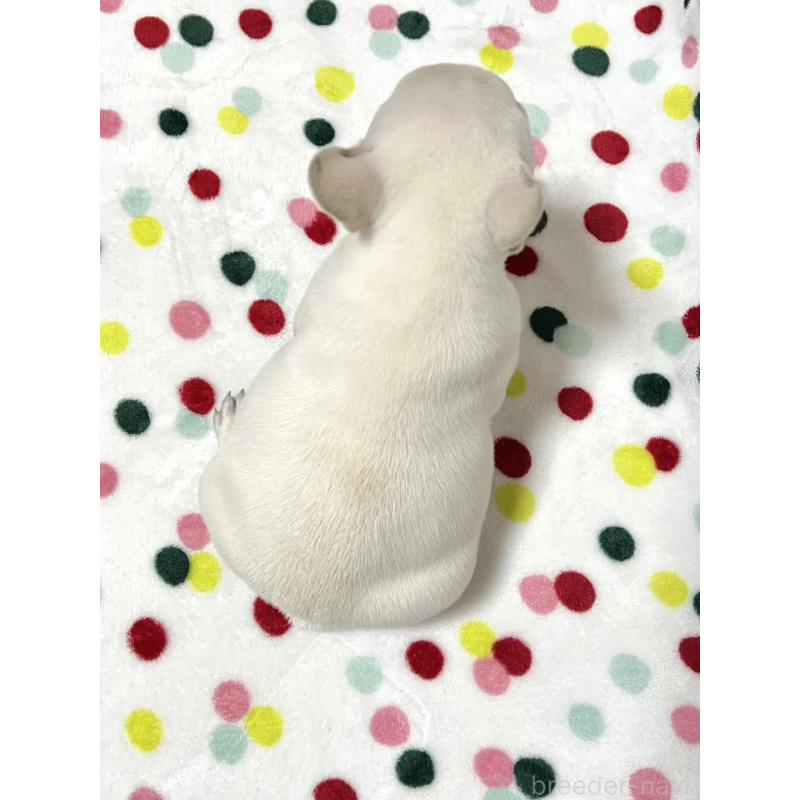 販売中の香川県のフレンチブルドッグ-441893の2枚目