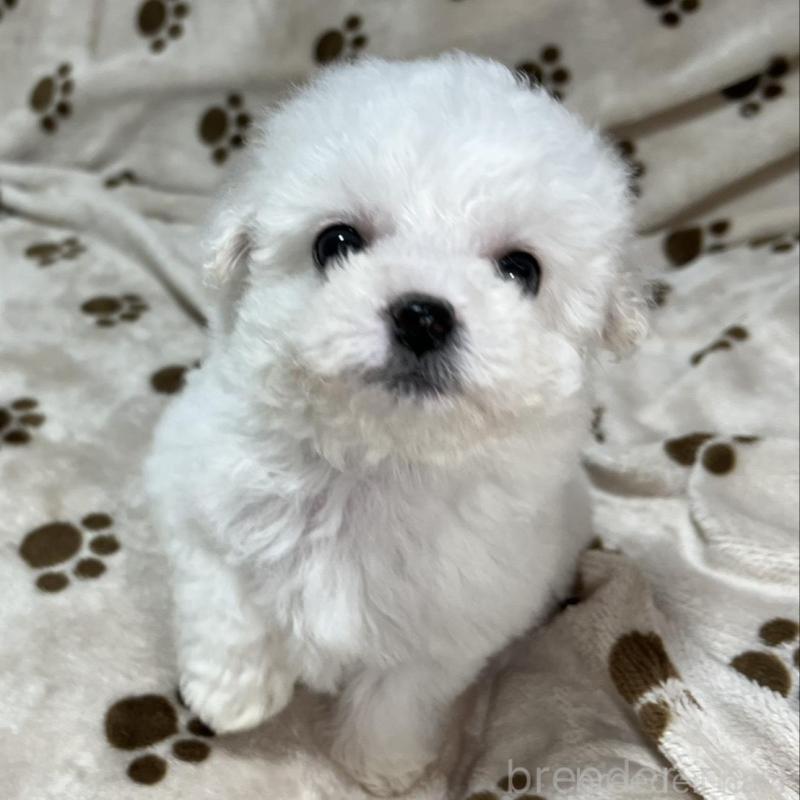 商談中の岐阜県のビションフリーゼ-441889の1枚目