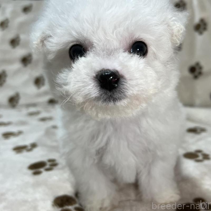 商談中の岐阜県のビションフリーゼ-441889の3枚目