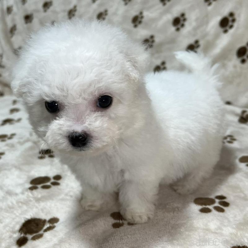 商談中の岐阜県のビションフリーゼ-441889の2枚目