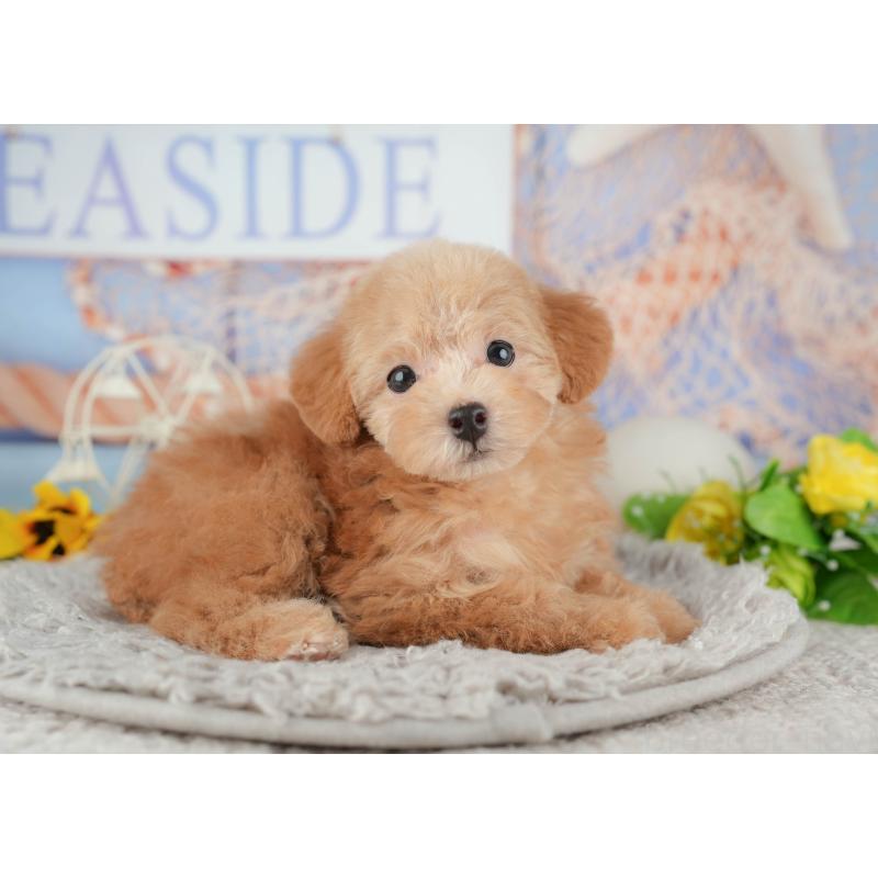 販売中の千葉県のトイプードル-441937の9枚目