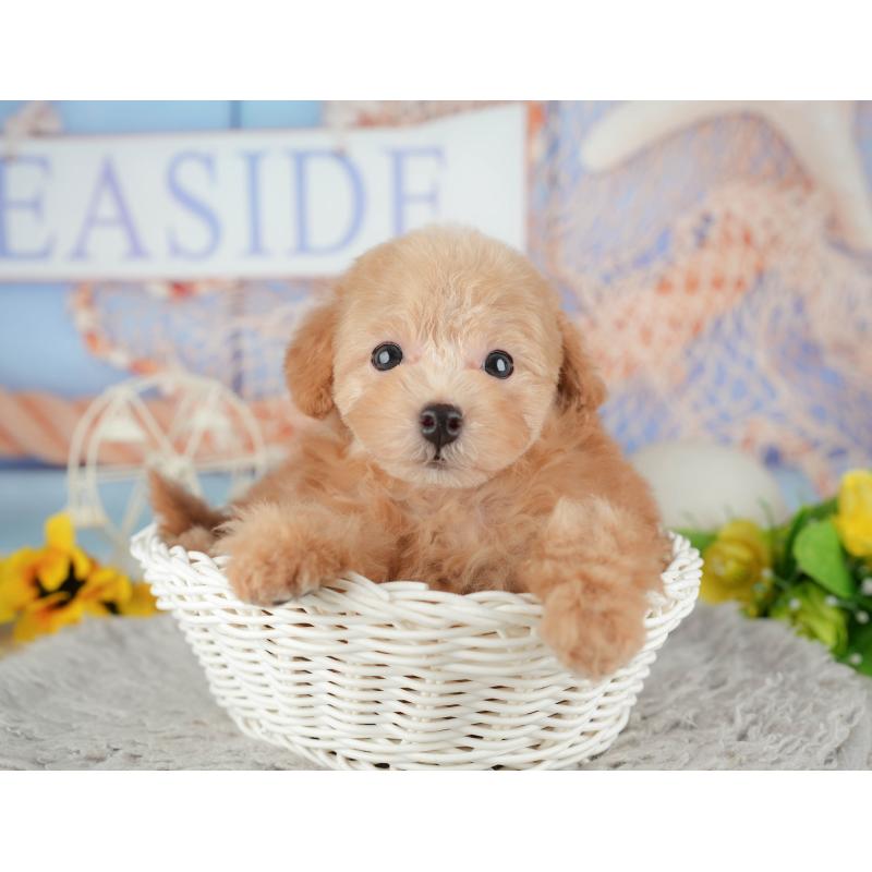 販売中の千葉県のトイプードル-441937の6枚目