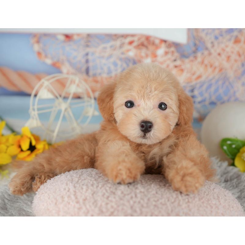 販売中の千葉県のトイプードル-441937の5枚目