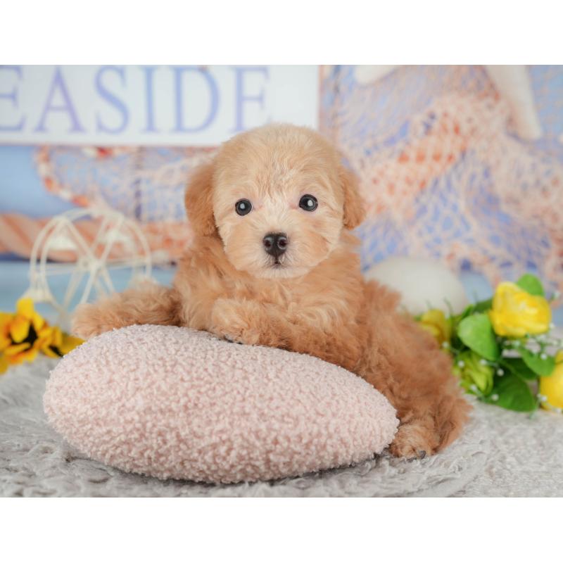 販売中の千葉県のトイプードル-441937の3枚目