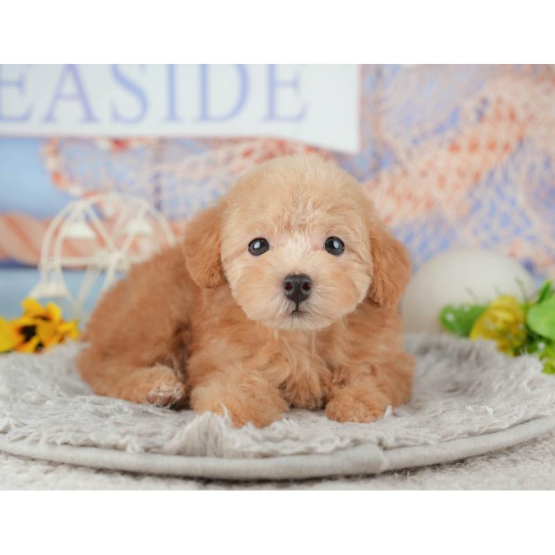 販売中の千葉県のトイプードル-441937の2枚目