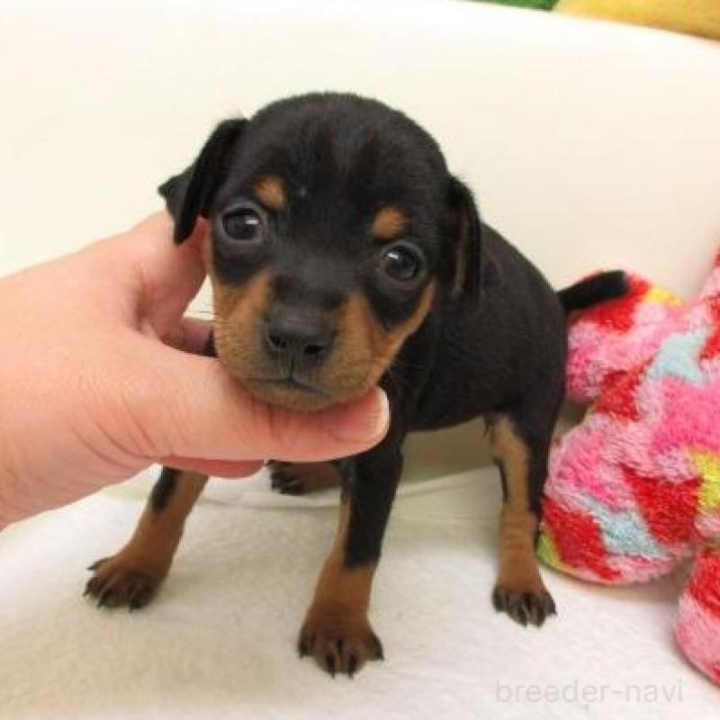 販売中の大阪府のミニチュアピンシャー(ミニピン)-441890