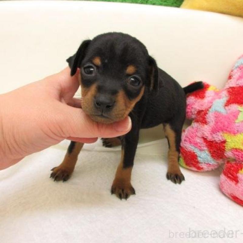 販売中の大阪府のミニチュアピンシャー(ミニピン)-441890の2枚目