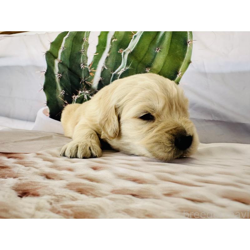 販売中の千葉県のゴールデンレトリーバー-440025の11枚目