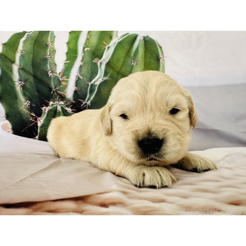 販売中の千葉県のゴールデンレトリーバー-440025の10枚目