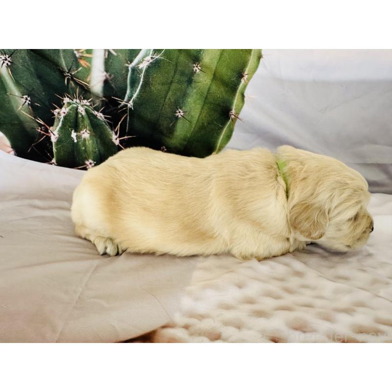 販売中の千葉県のゴールデンレトリーバー-440025の9枚目