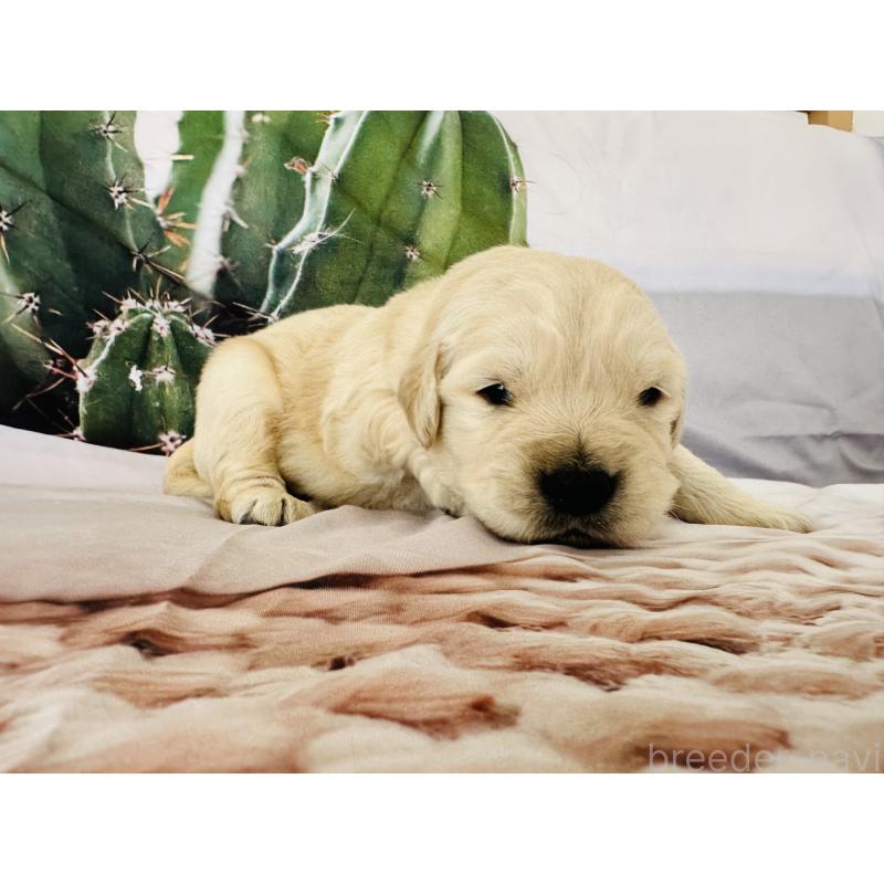 販売中の千葉県のゴールデンレトリーバー-440025の8枚目