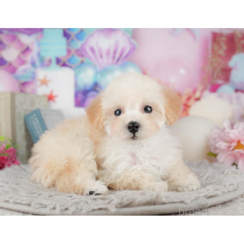 販売中の千葉県のトイプードル-441934の11枚目