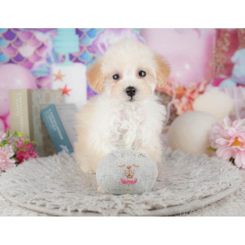 販売中の千葉県のトイプードル-441934の10枚目