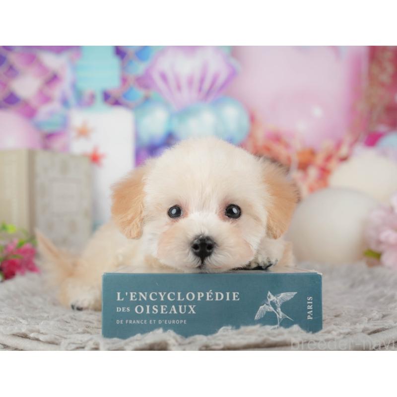 販売中の千葉県のトイプードル-441934の8枚目