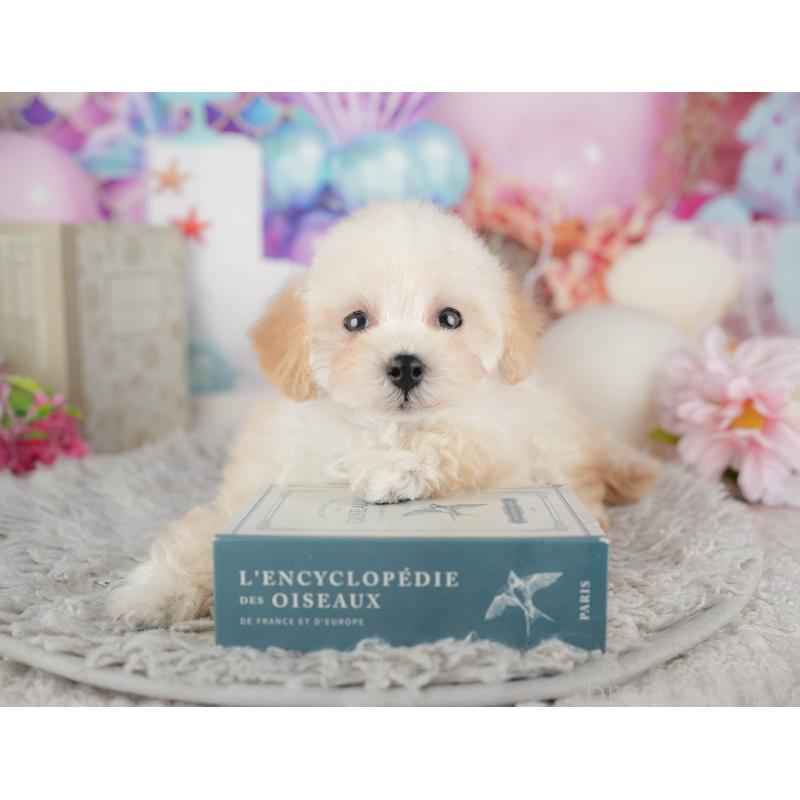 販売中の千葉県のトイプードル-441934の7枚目