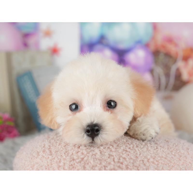 販売中の千葉県のトイプードル-441934の5枚目