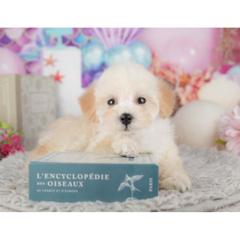 販売中の千葉県のトイプードル-441934の3枚目