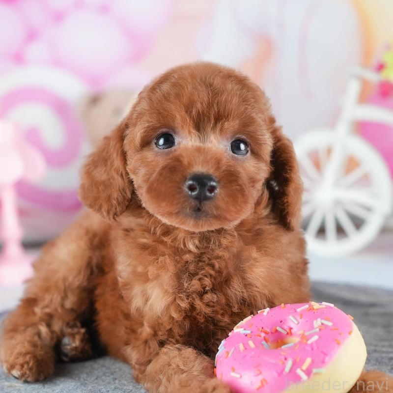 販売中の茨城県のトイプードル-441896の1枚目