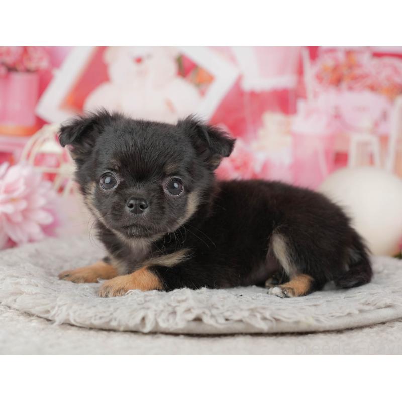 販売中の千葉県のチワワ(ロングコート)-441932の11枚目