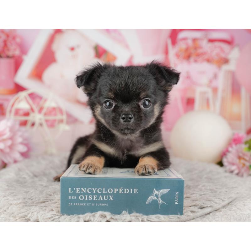 販売中の千葉県のチワワ(ロングコート)-441932の9枚目