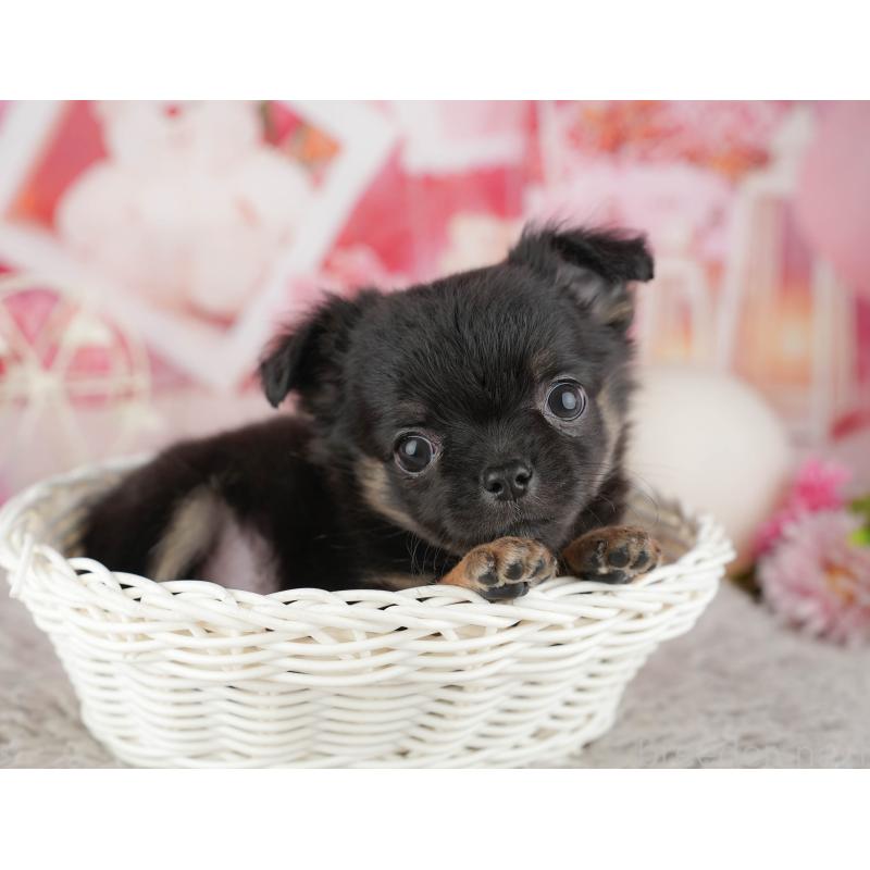 販売中の千葉県のチワワ(ロングコート)-441932の8枚目