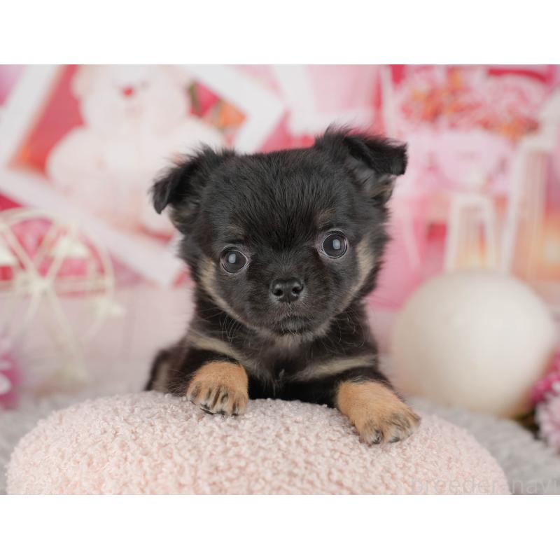 販売中の千葉県のチワワ(ロングコート)-441932の7枚目