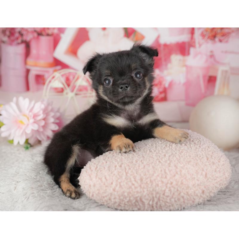 販売中の千葉県のチワワ(ロングコート)-441932の6枚目