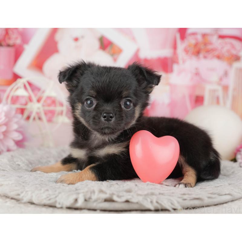 販売中の千葉県のチワワ(ロングコート)-441932の5枚目