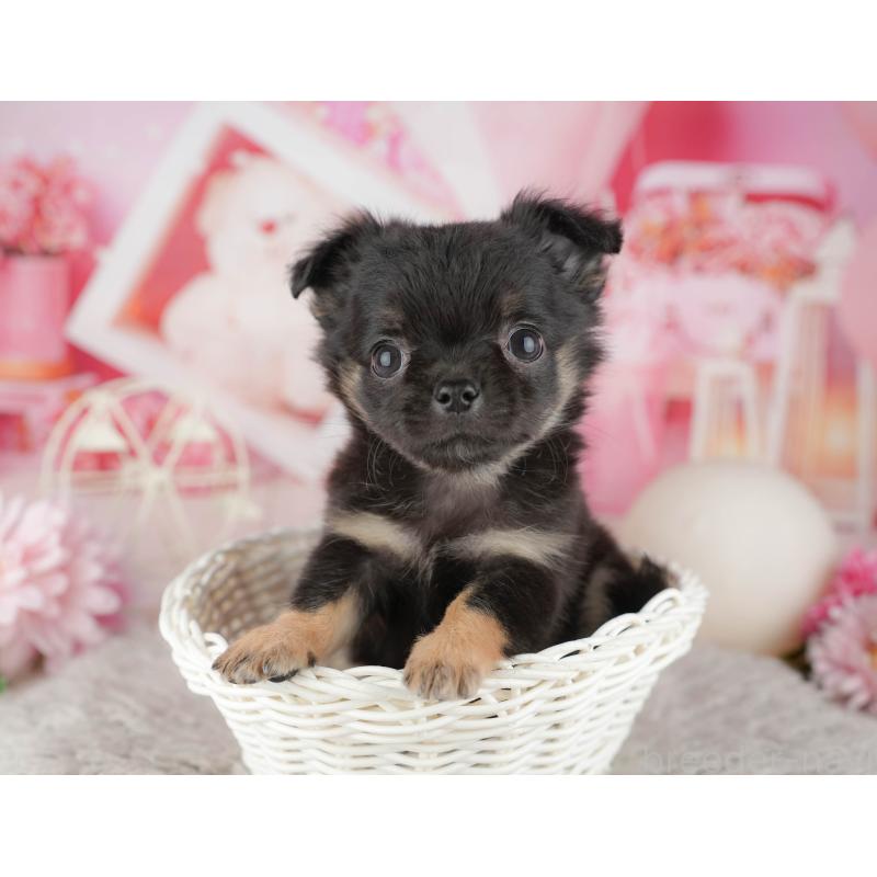 販売中の千葉県のチワワ(ロングコート)-441932の4枚目