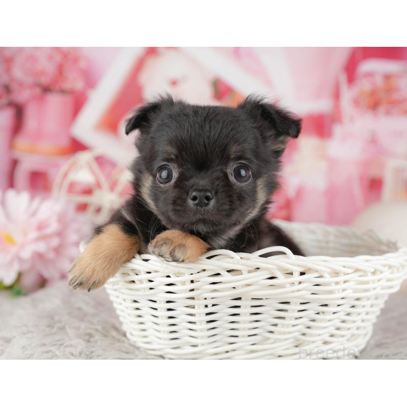 販売中の千葉県のチワワ(ロングコート)-441932の3枚目