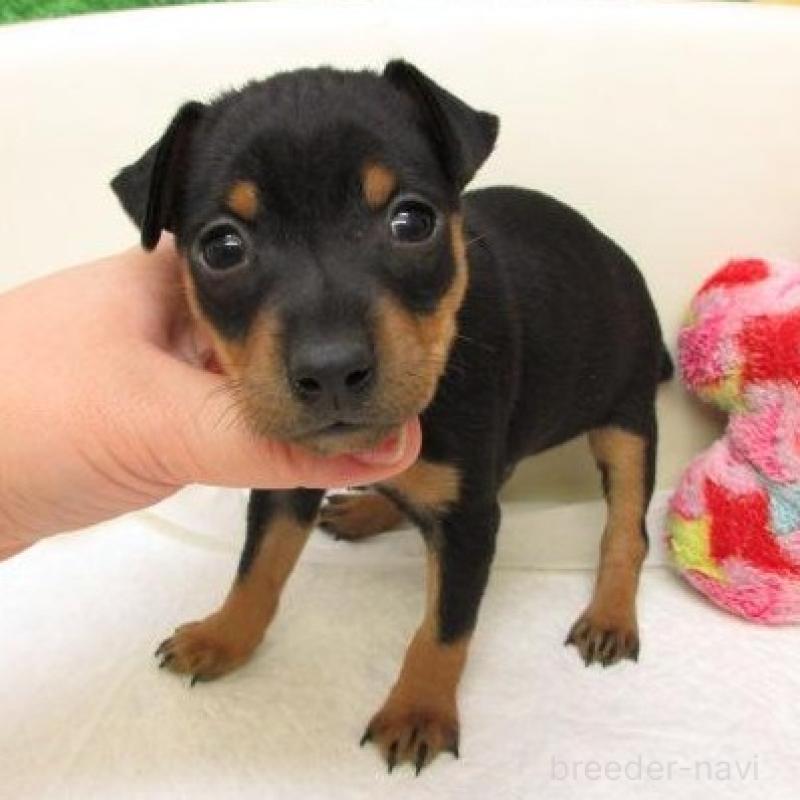 販売中の大阪府のミニチュアピンシャー(ミニピン)-441892の1枚目