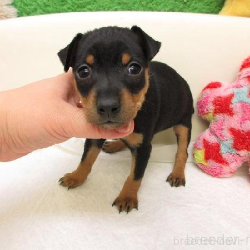 販売中の大阪府のミニチュアピンシャー(ミニピン)-441892の2枚目