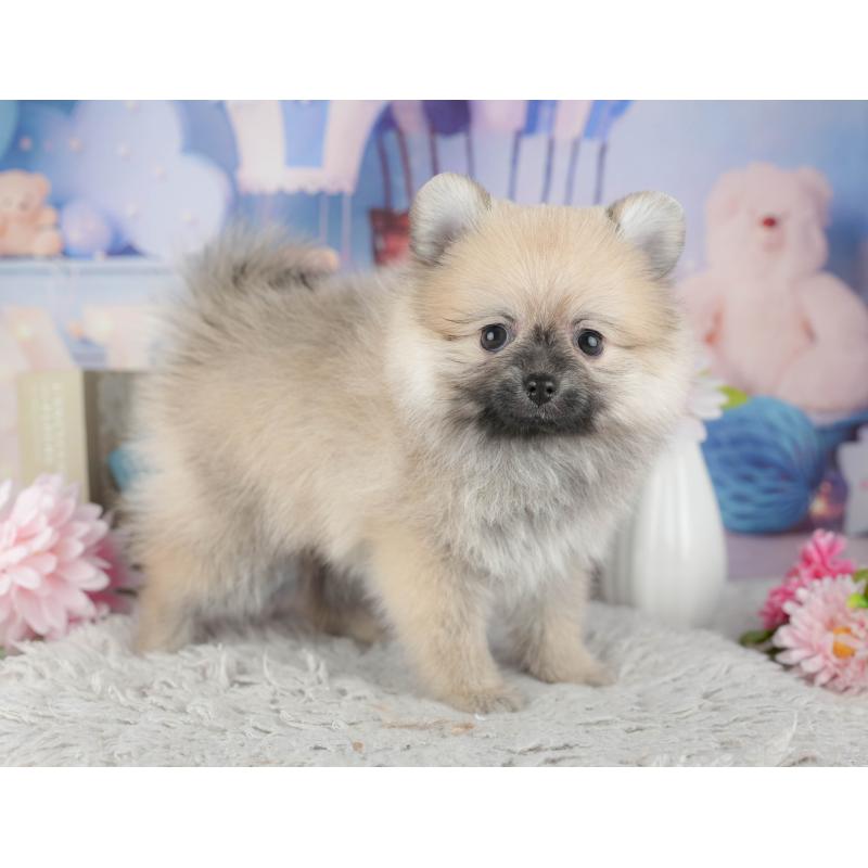 販売中の千葉県のポメラニアン-441927の11枚目