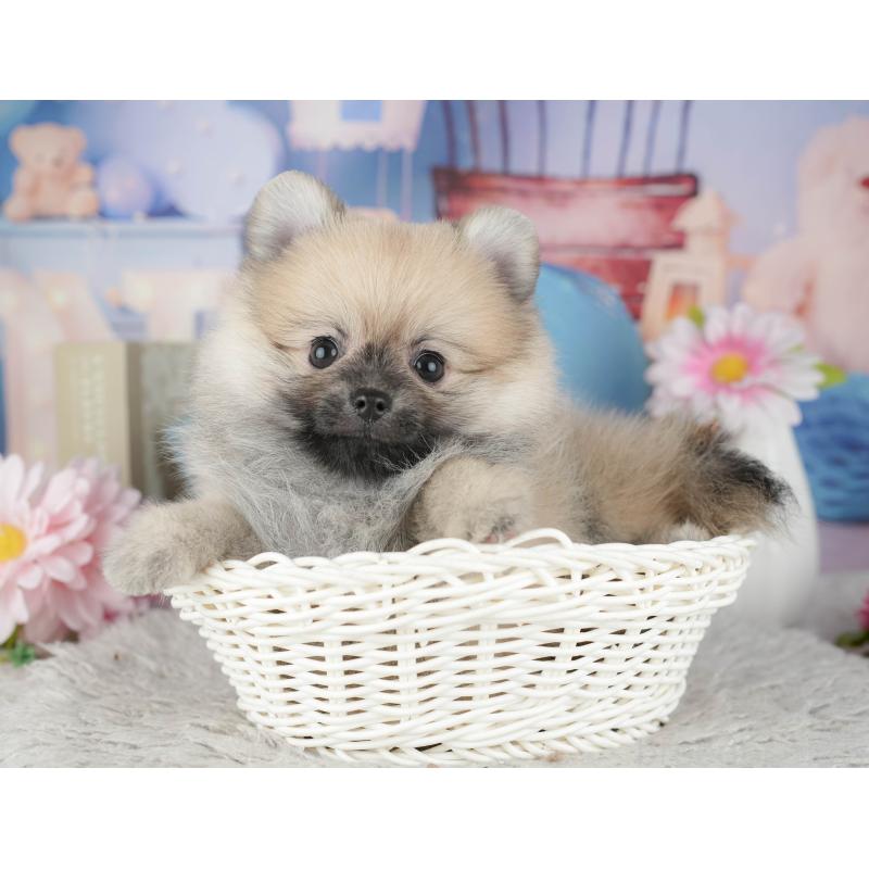 販売中の千葉県のポメラニアン-441927の10枚目