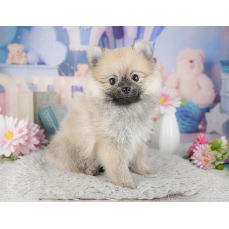 販売中の千葉県のポメラニアン-441927の9枚目