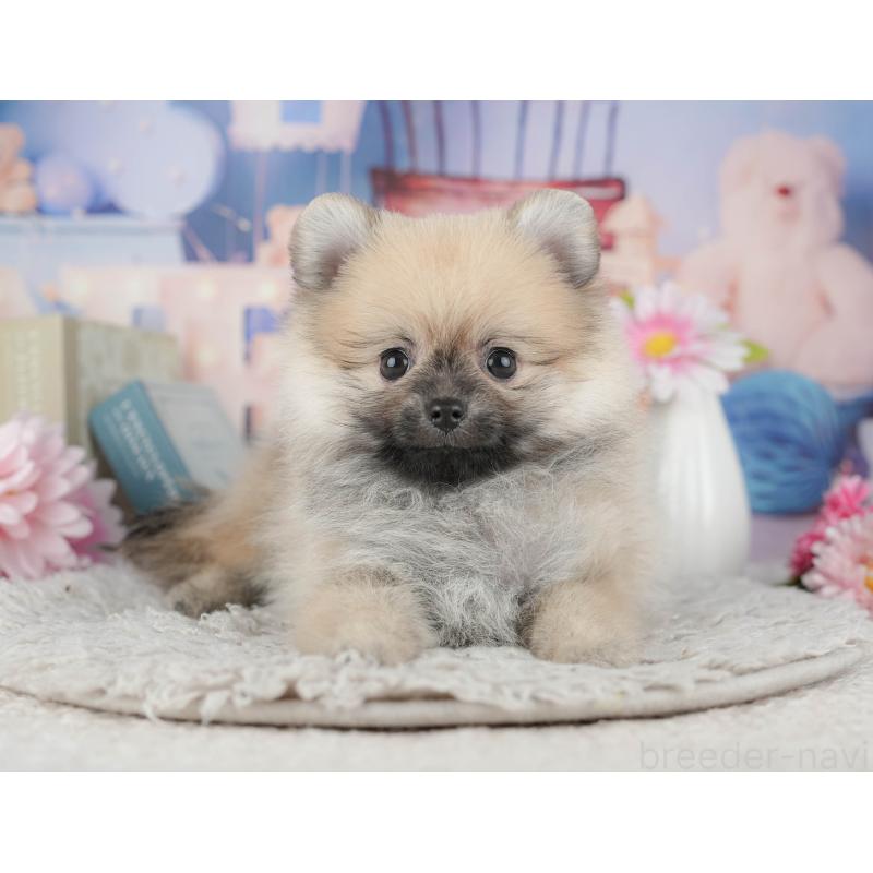販売中の千葉県のポメラニアン-441927の8枚目