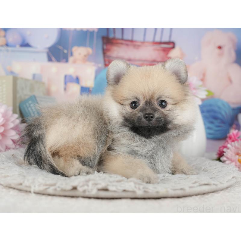 販売中の千葉県のポメラニアン-441927の7枚目