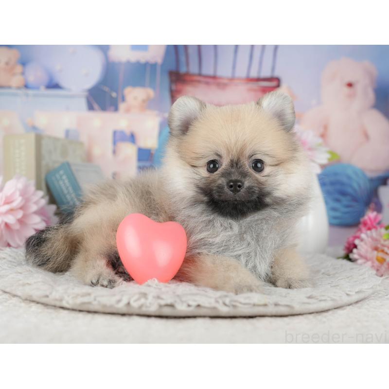 販売中の千葉県のポメラニアン-441927の5枚目