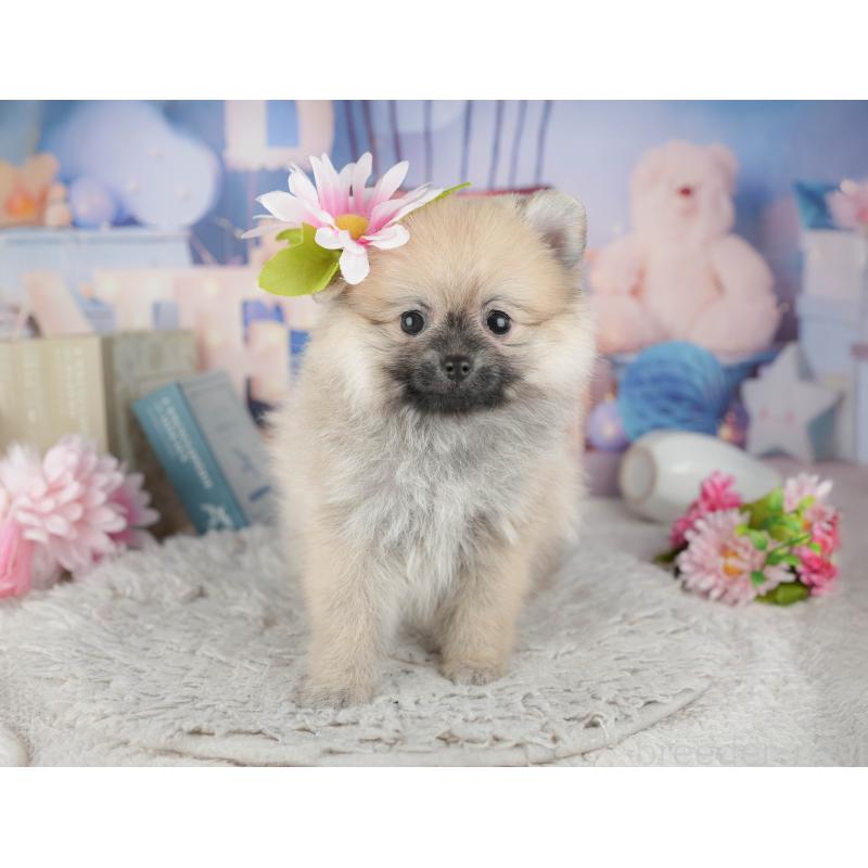 販売中の千葉県のポメラニアン-441927の4枚目