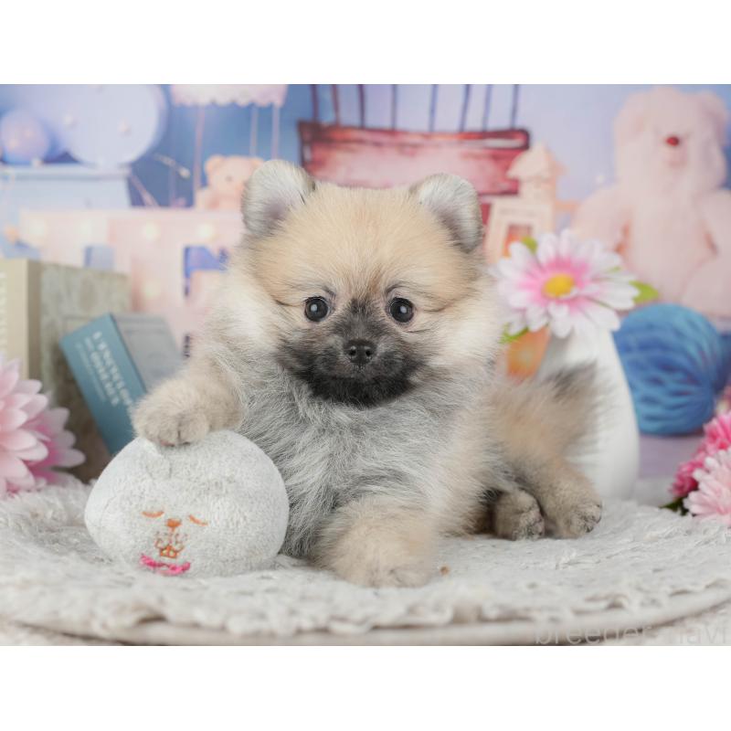 販売中の千葉県のポメラニアン-441927の3枚目