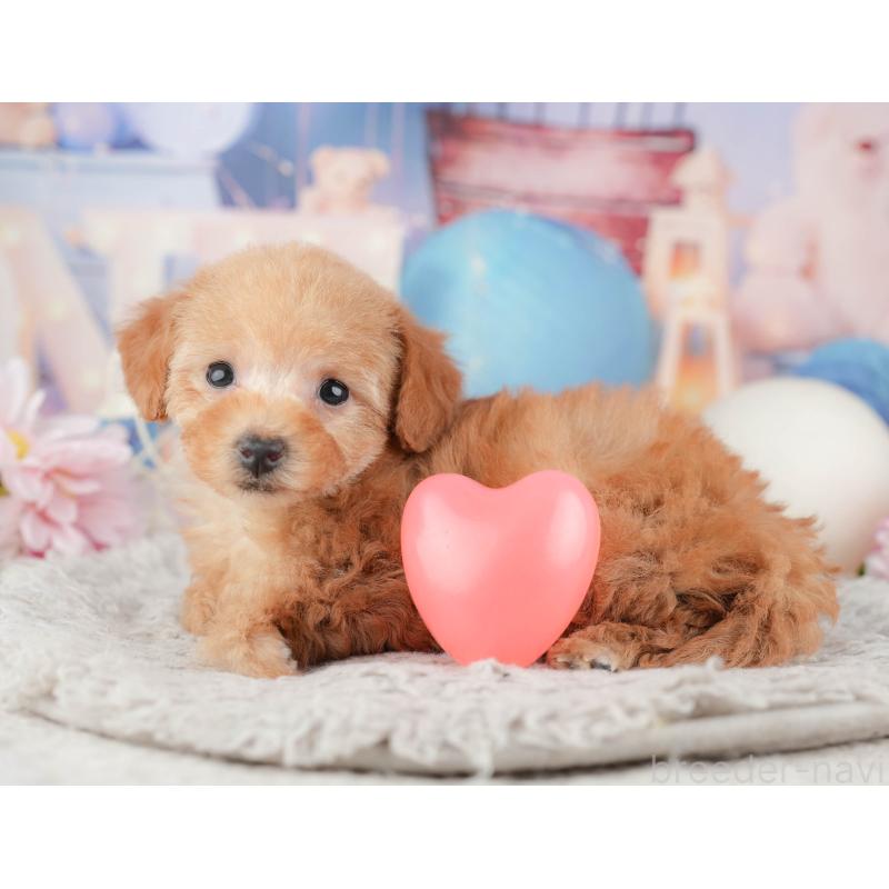 販売中の千葉県のトイプードル-441900の9枚目