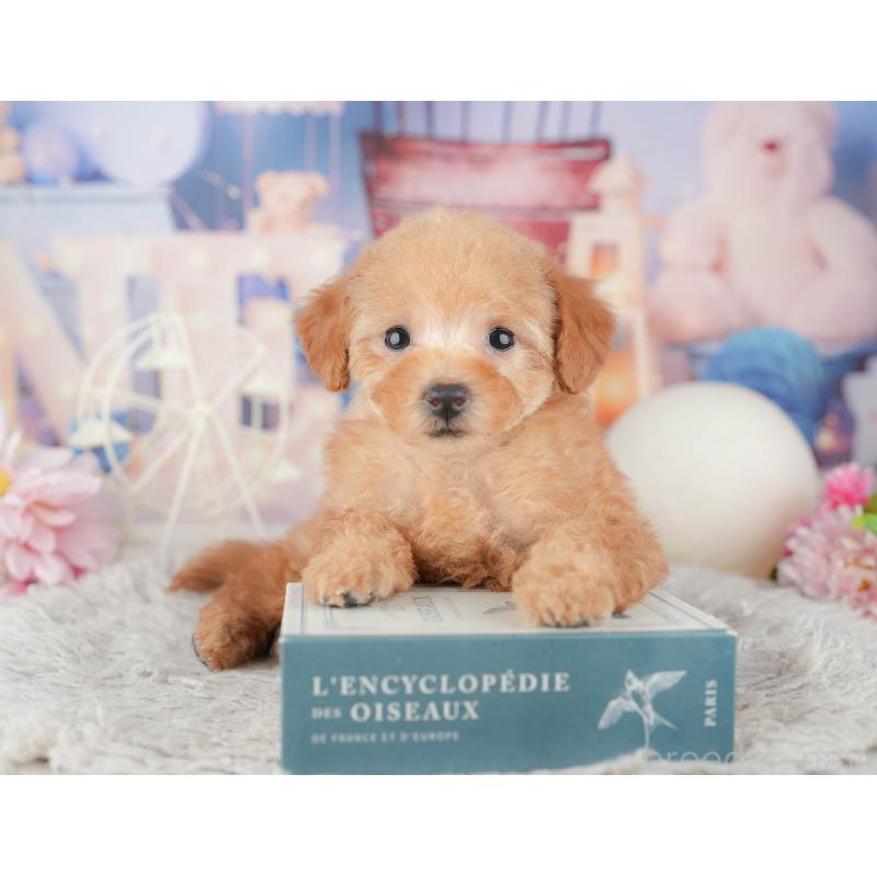 販売中の千葉県のトイプードル-441900の8枚目