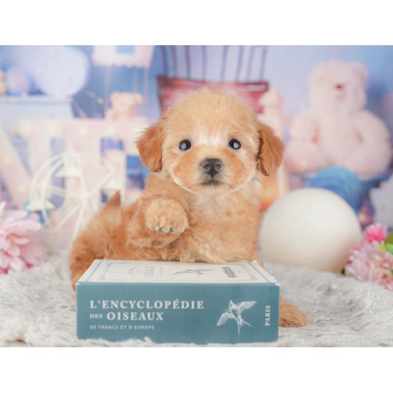 販売中の千葉県のトイプードル-441900の6枚目