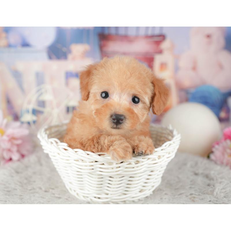 販売中の千葉県のトイプードル-441900の5枚目