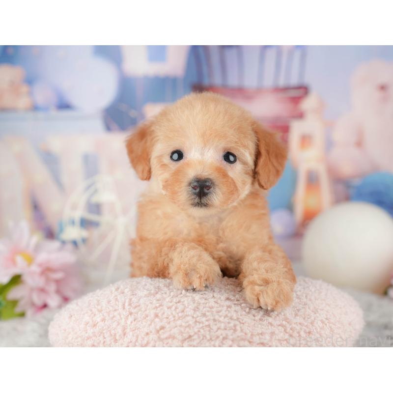 販売中の千葉県のトイプードル-441900の3枚目